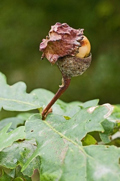 Oak Galls